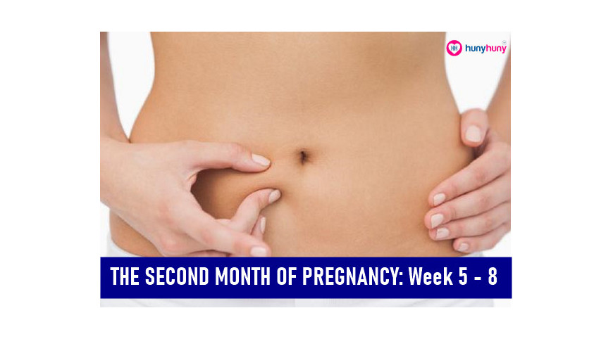 The Second Month Of Pregnancy : Week 5-8